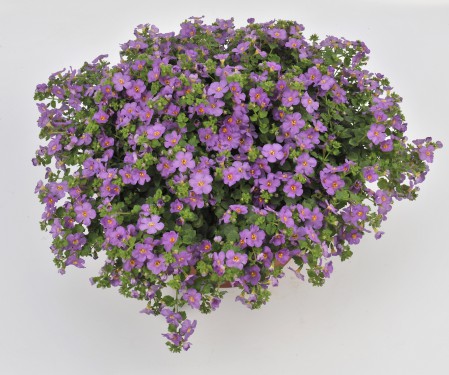 Bacopa Gulliver Violet*